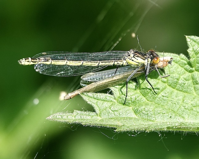 red-eyed damselfly